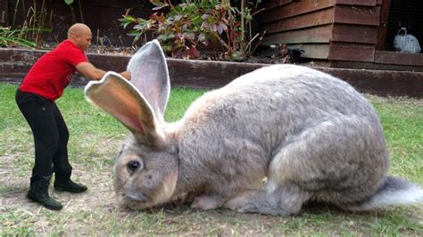 biggest bunny in the world.